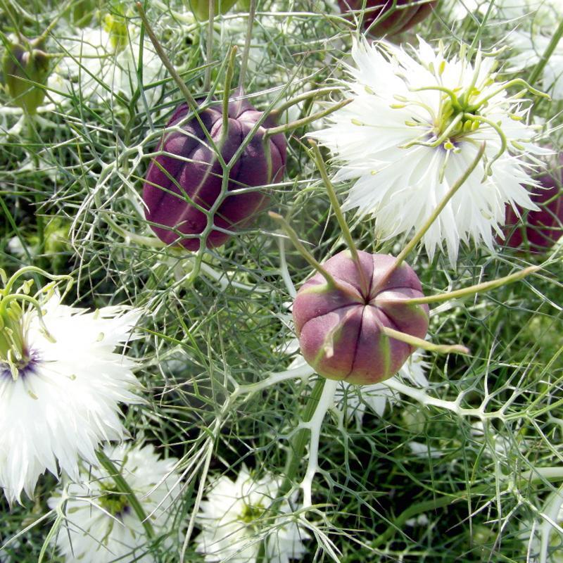 Nigella Damascena – Albion Black Pod seed