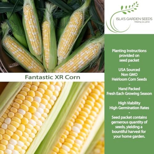 Fantastic XR Bi-Color Sweet Corn Seeds (Zea mays) – 50+ Non-GMO & Heirloom