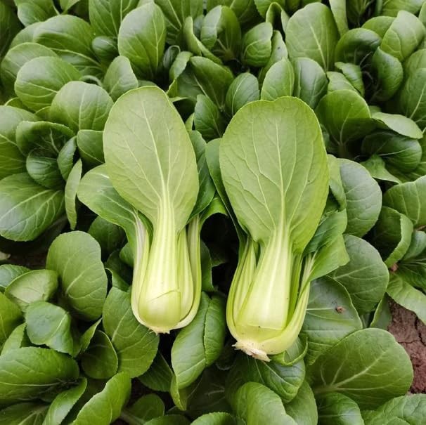 500PCS Baby Pak Choi Seeds Bok Choy Chinese Cabbage Non-GMO Heirloom