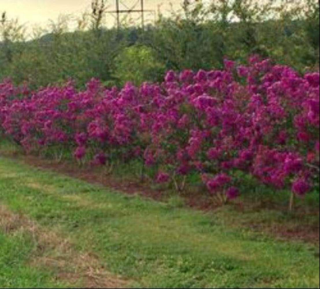 Purple Velvet Crape Myrtle: Dark Purple Flowers with a Distinct Fuchsia Underton