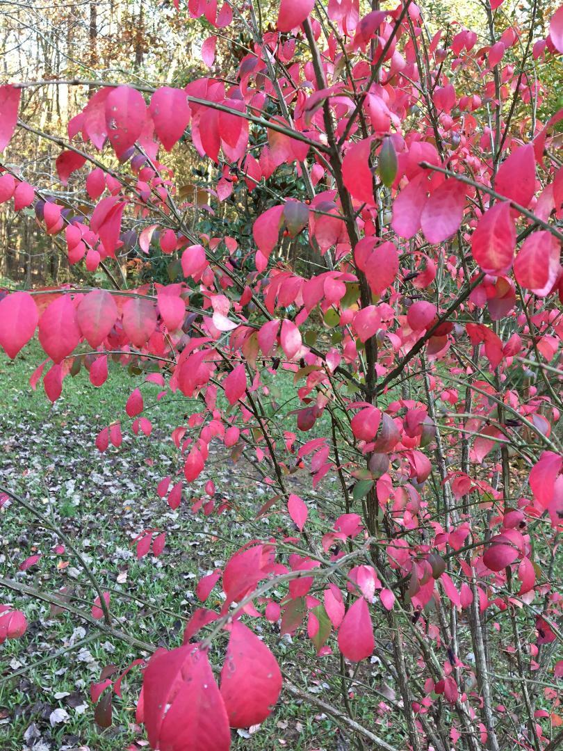 Red Burning Bush Tree Shrub Beautiful Fall Foliage 50 Seeds USA Seller