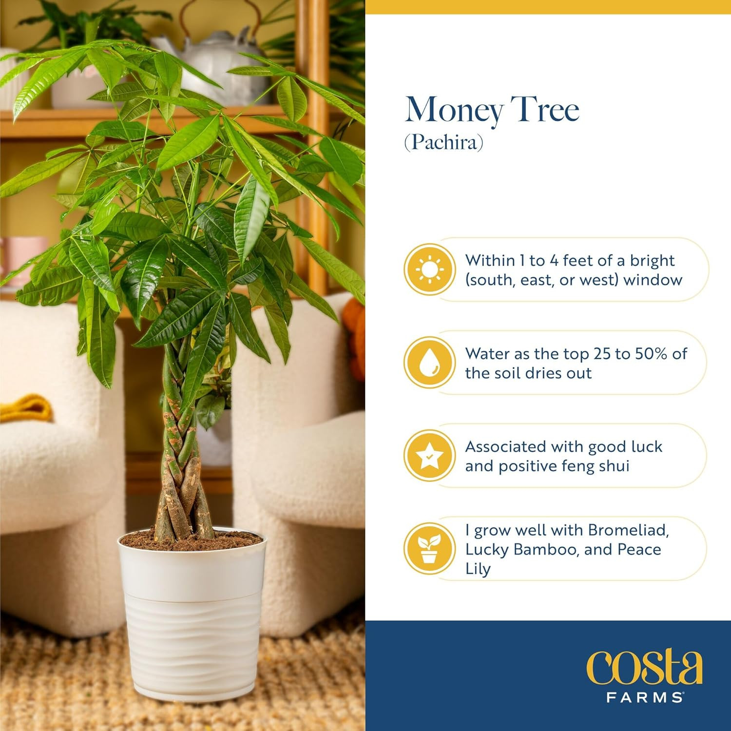 Costa Farms Live Money Tree (Pachira Aquatica), 3-4 Feet Tall, Large Indoor Plan
