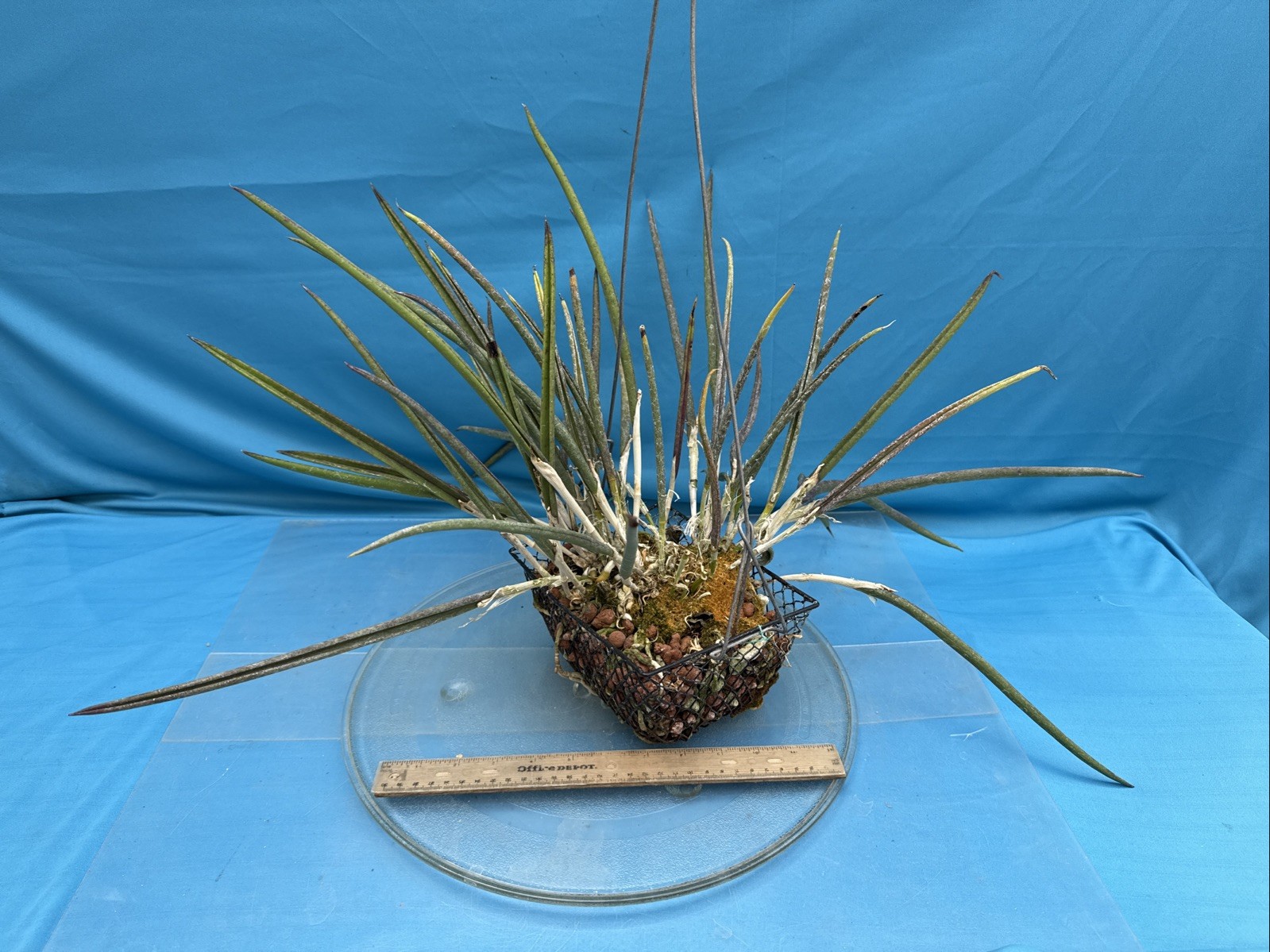 Brassavola cordata Green White Bloom Size Orchid Species 9” Pot + Hanger