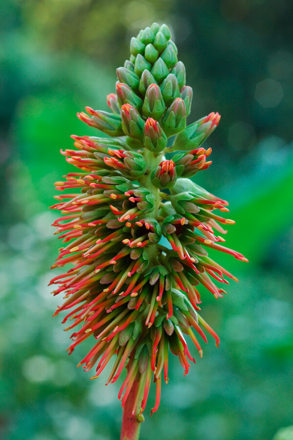 Acrocarpus Fraxinifolius Tree 100 Seeds, Pink Cedar Erosion Control Fodder