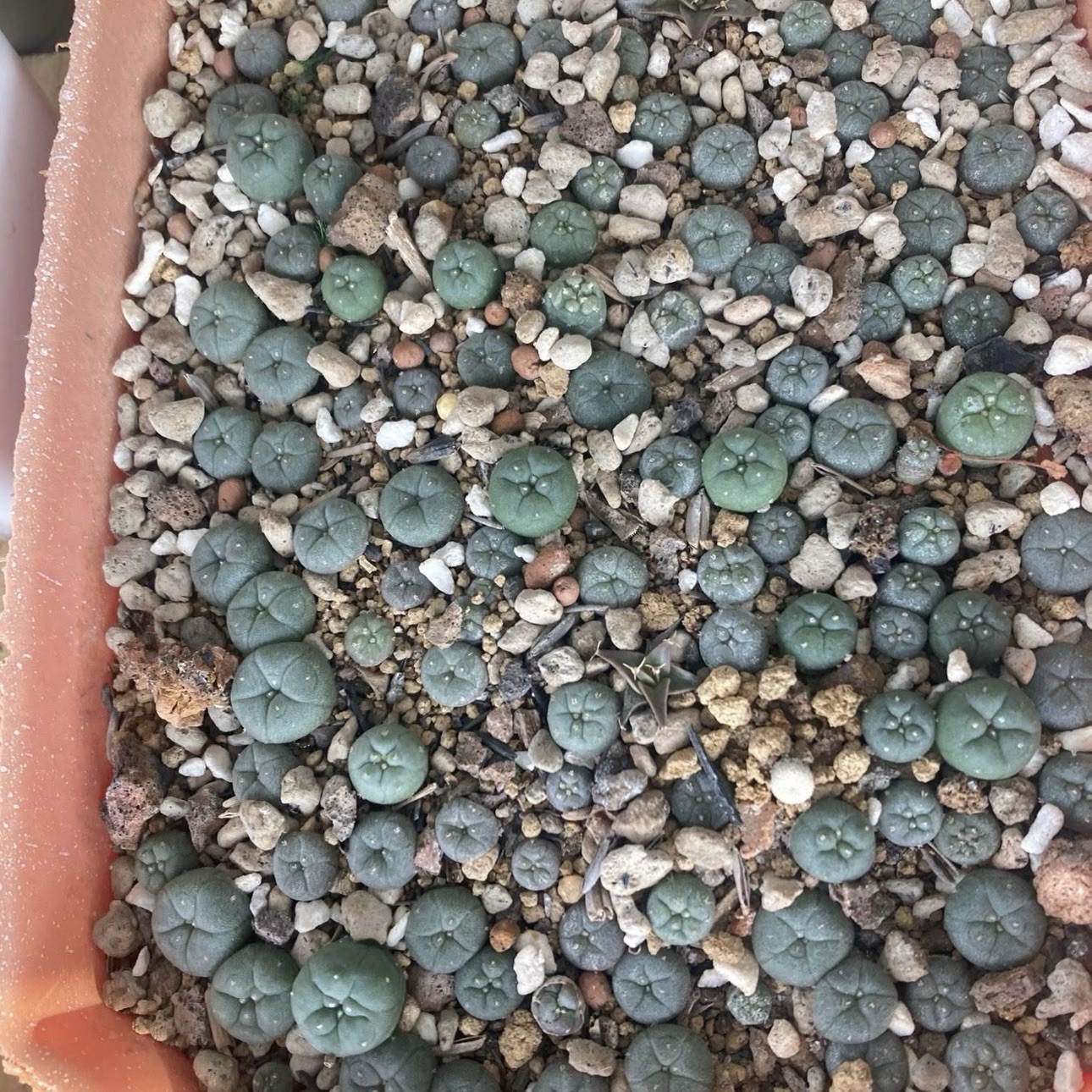 RARE *CULTIVAR* SEEDS (10pk) L0ph…Diffusa Koike x10 (Ten) Cactus US SELLER