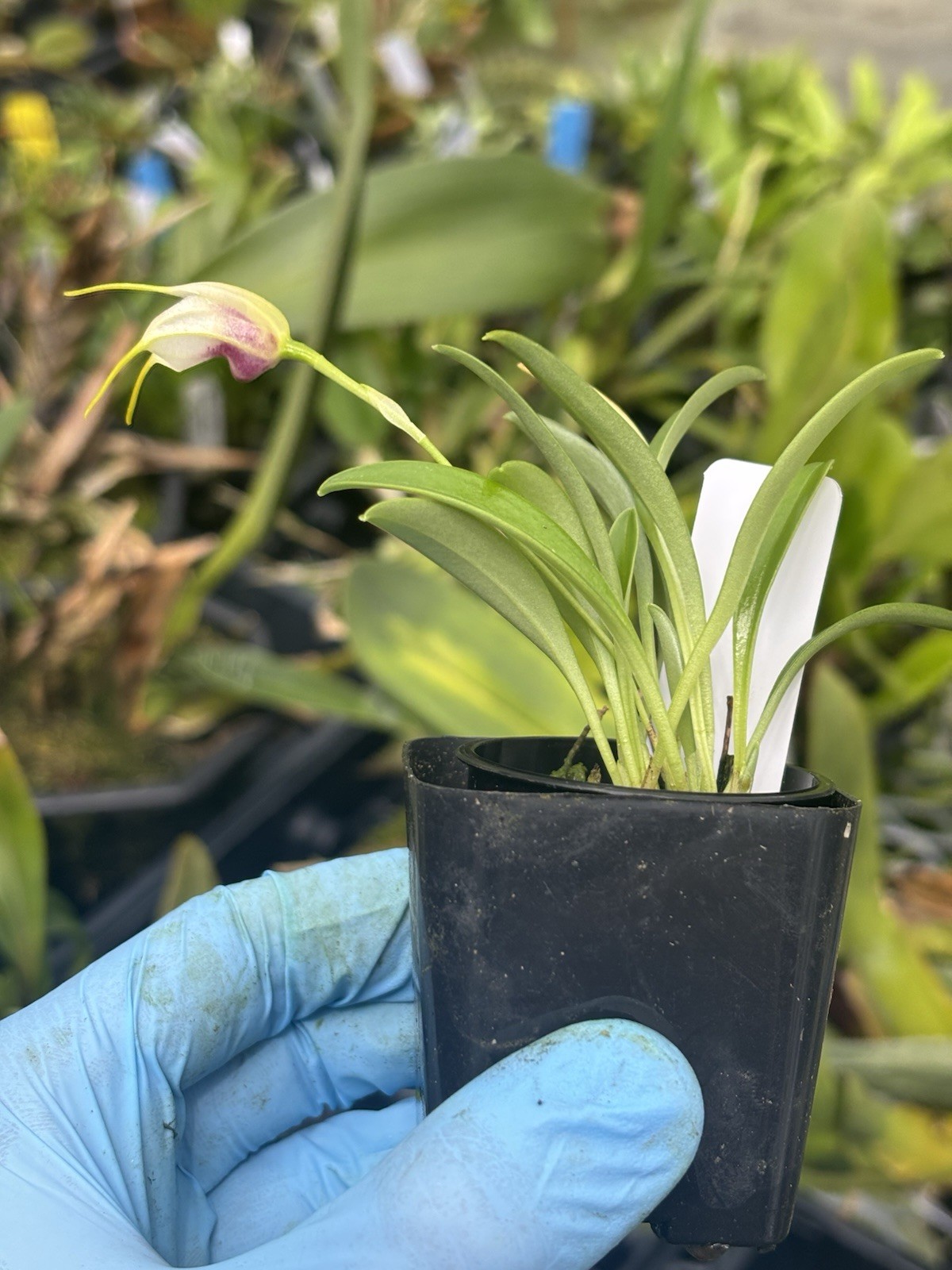 Masdevallia tinekeae very rare miniature orchid species Peru in SPIKE