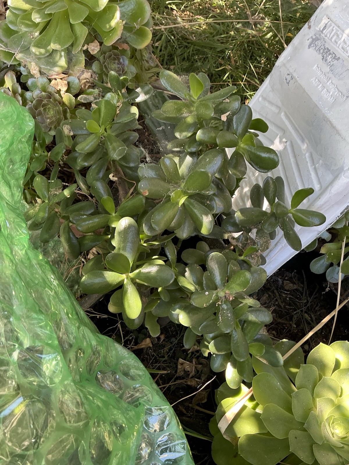 Healthy lush green Crassula Ovata Jade Plant cluster, Rooted 19” tall with roots