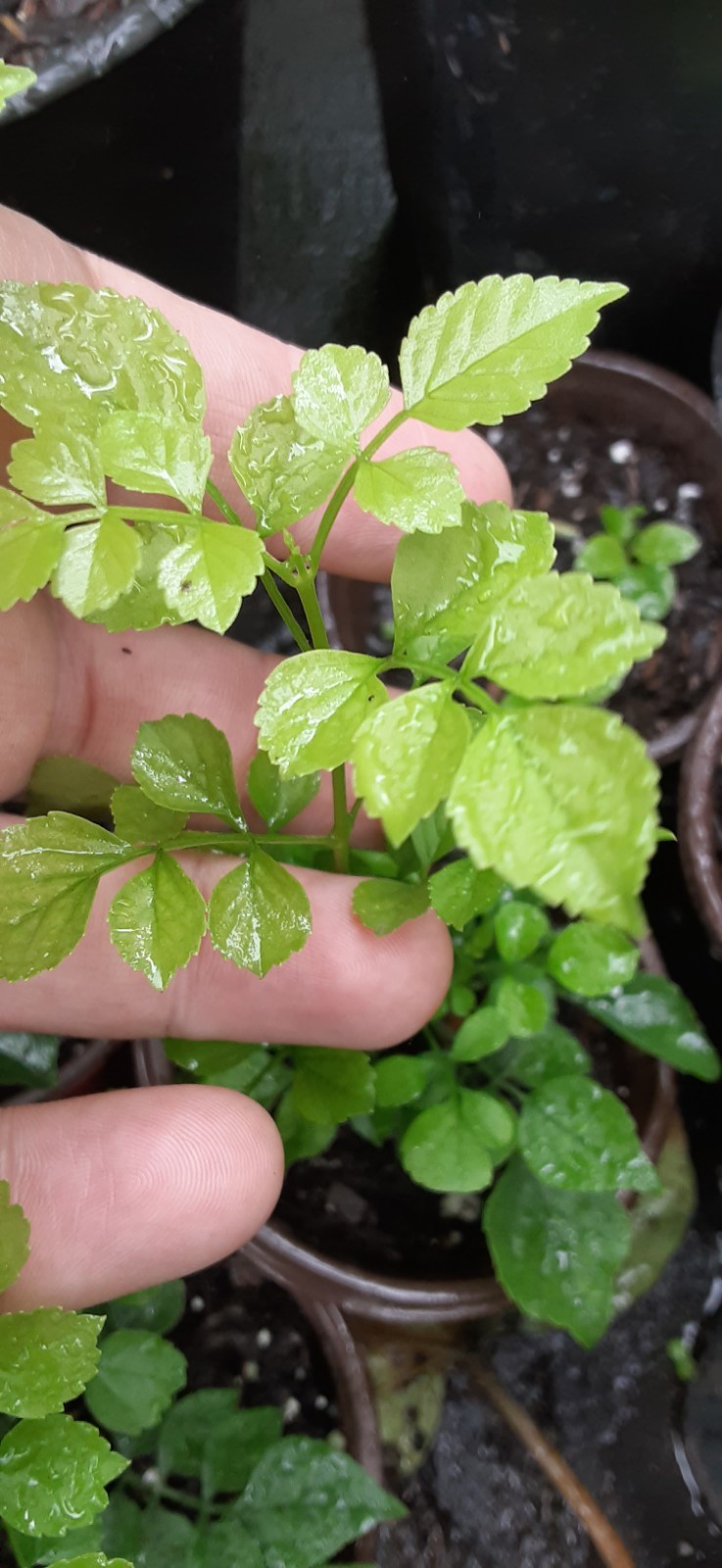 1 Yellow Cape Honeysuckle (Tecoma capensis) Live Starter Plant- READ LISTING