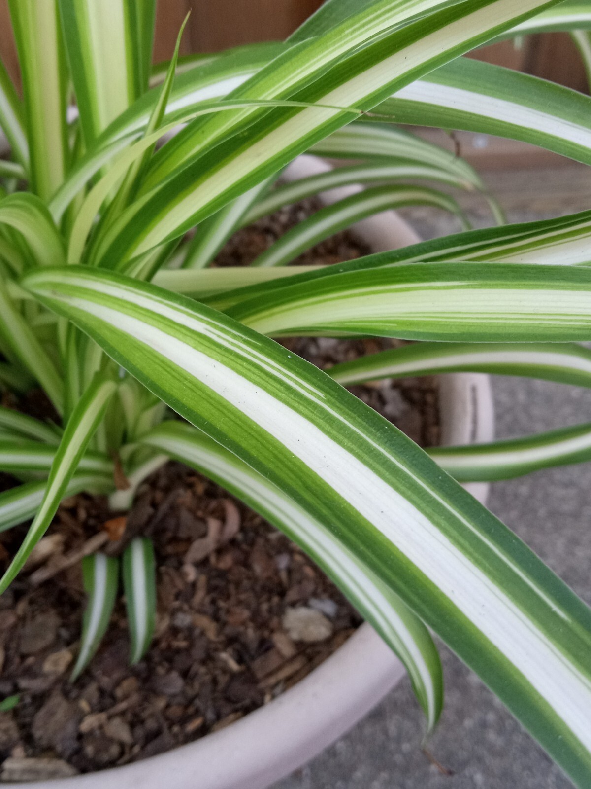 1 Variegated Live Spider Plant Pup ‘Chlorophytum Comosum” Rooted-Ready to Grow