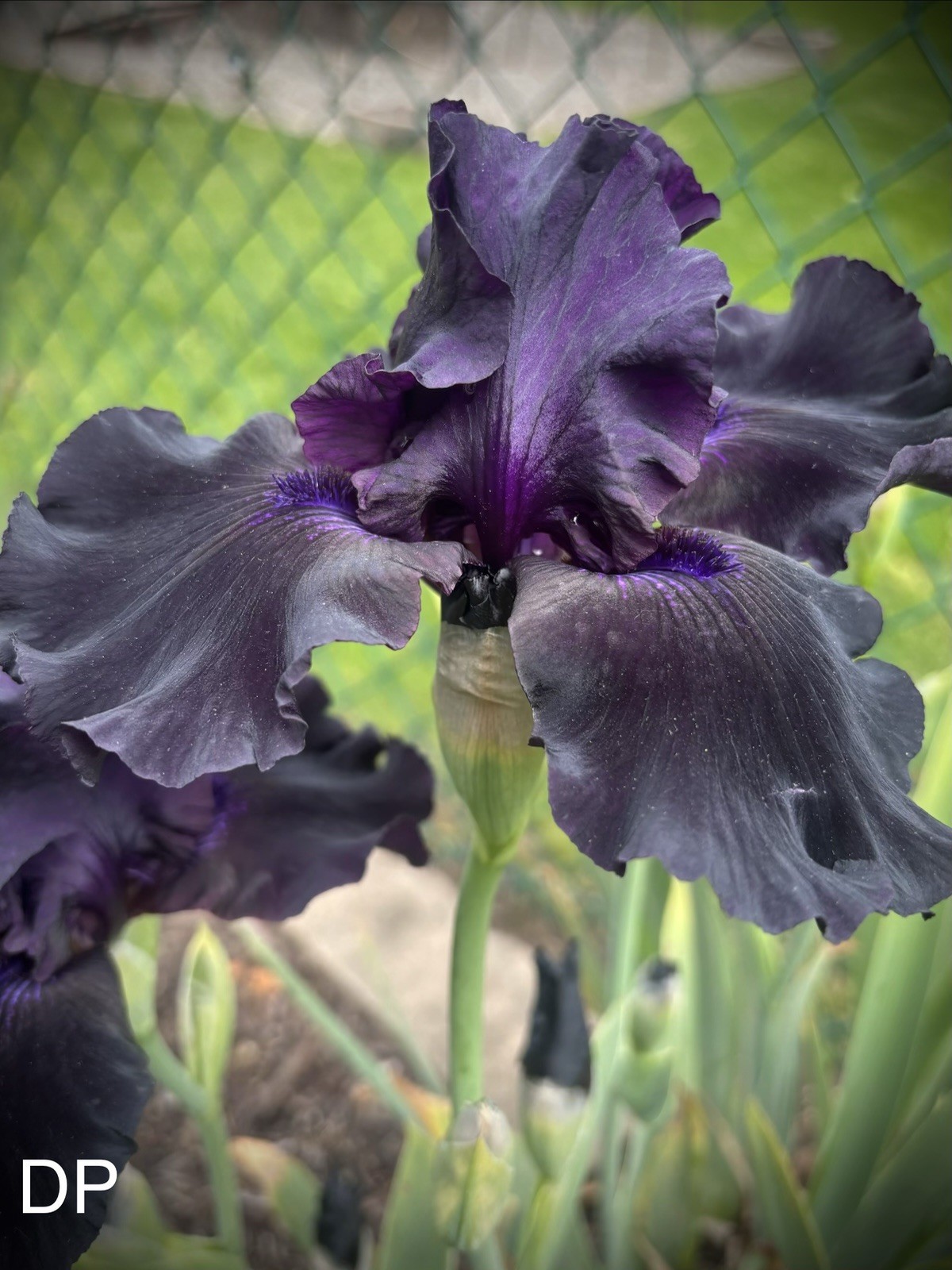 Very Dark Purple Bearded Iris Rhizome Perennial