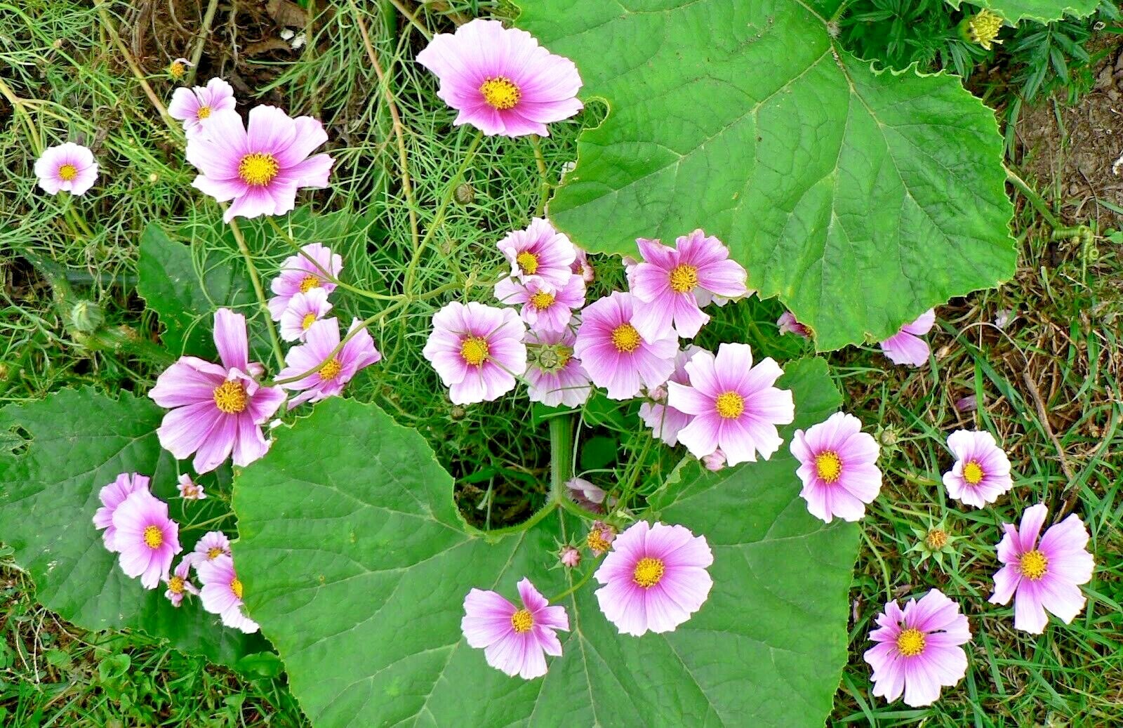 300+COSMOS DAYDREAM Seeds Wildflower Heat Drought Poor Soils Pollinators Easy