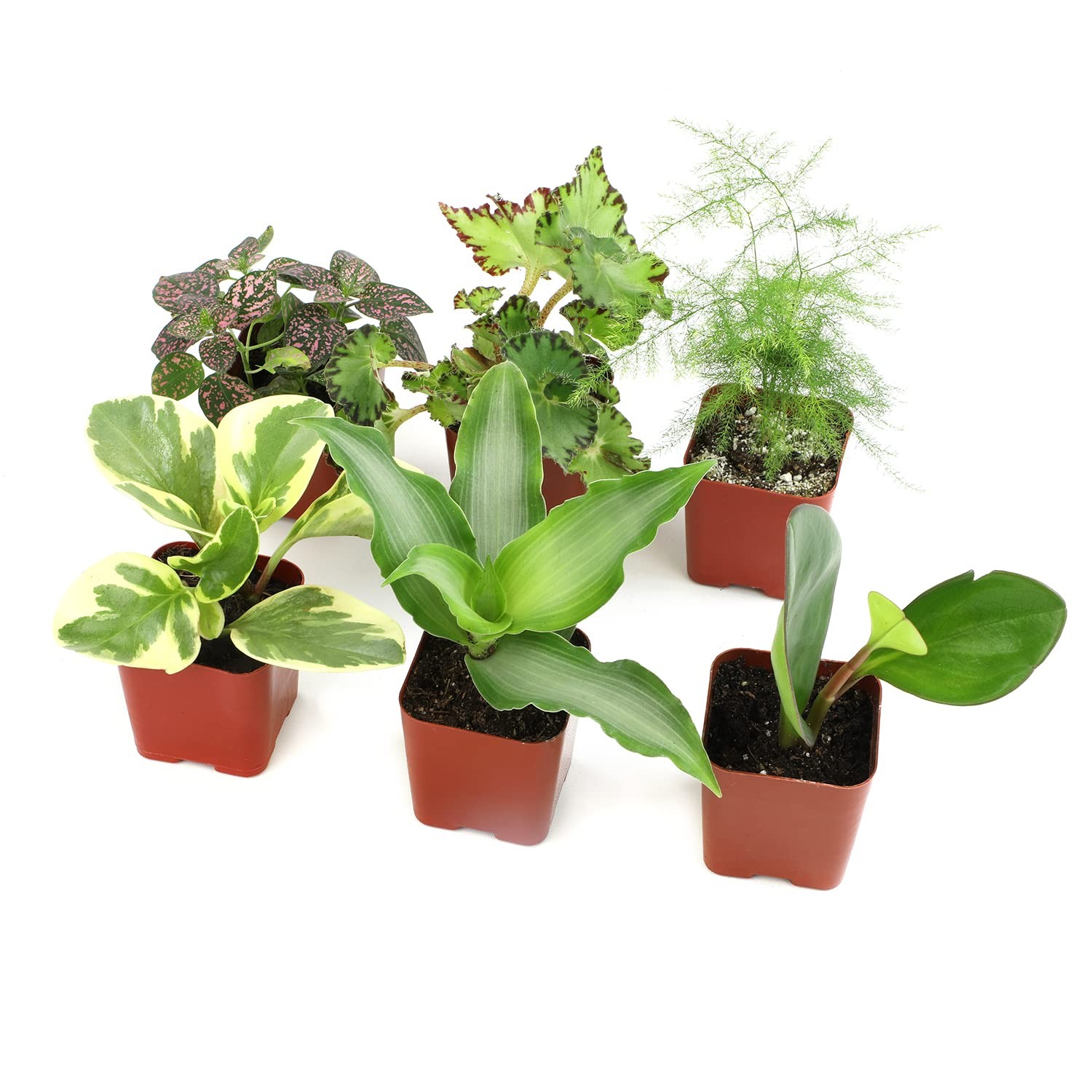 Altman Plants Live 6Pk Indoor Plants For Delivery Premium Live Plants And