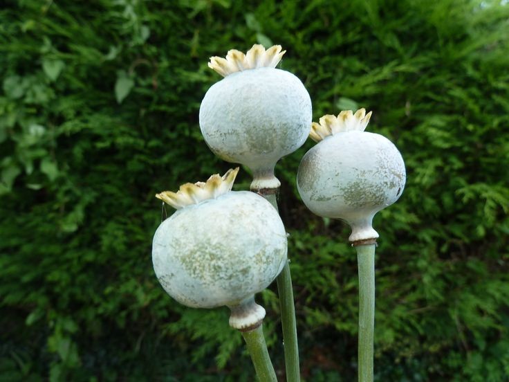 1,500 Drama Queen AKA Jimi’s Flag Poppy Seeds – P. Somniferum – Stunning Reds!