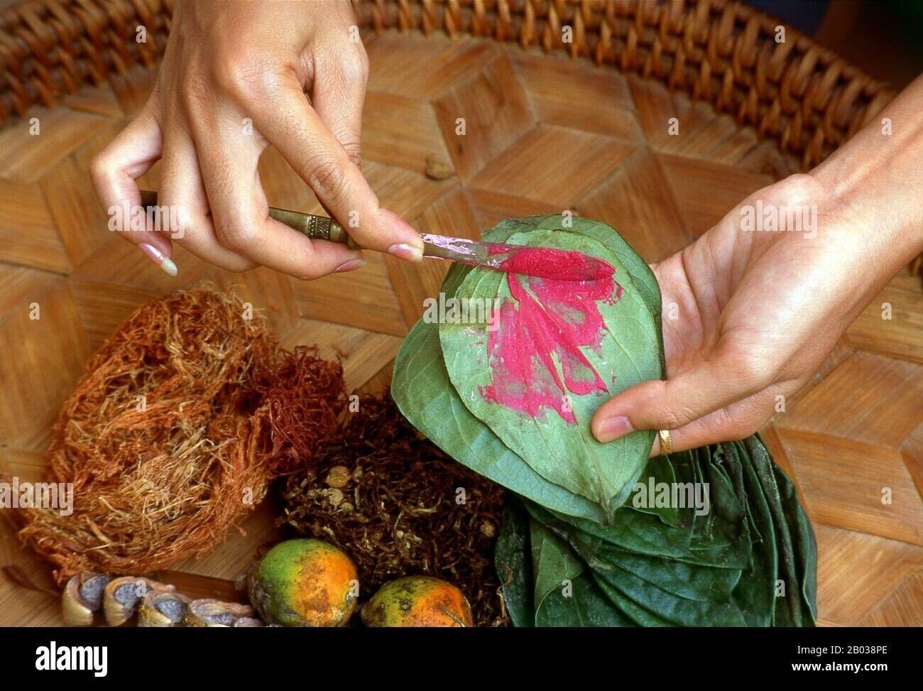 Paan Piper Betel Betle Plant Herb Vine Spice Medicinal Uses. Trầu Không