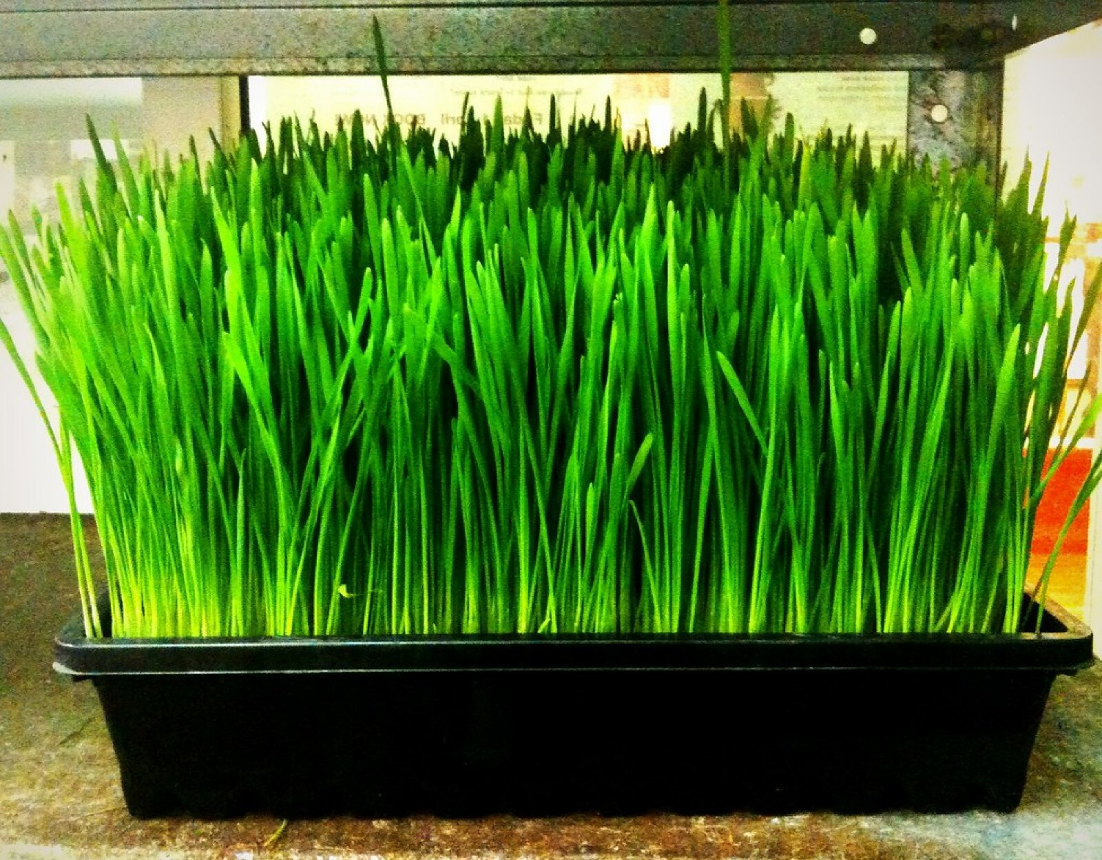 Organic Einkorn {Triticum m.}90% Germ | NonHybrid | 200+Seeds Free Shipping!