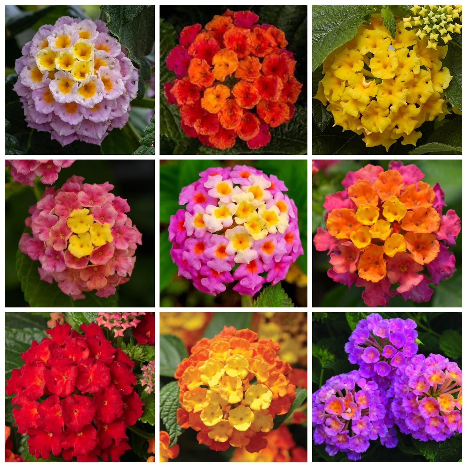 Lantana Flower Seeds for Planting – 300+ Mixed Color Flower Seeds to Plant Great