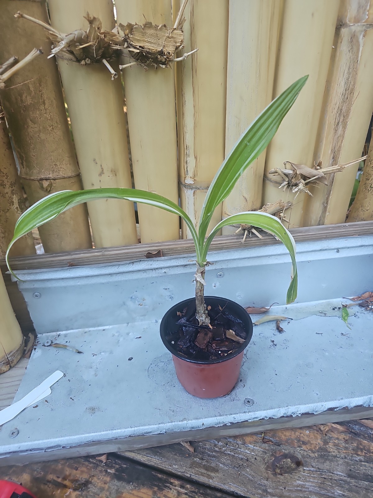 Large Crinum Lily Asiaticum Giant White Spider Live Plant Variegated