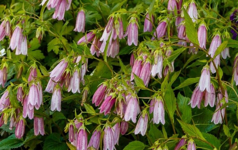 spotted bellflower pink-white-purple mix 150 seeds campanula takesimana-punctata