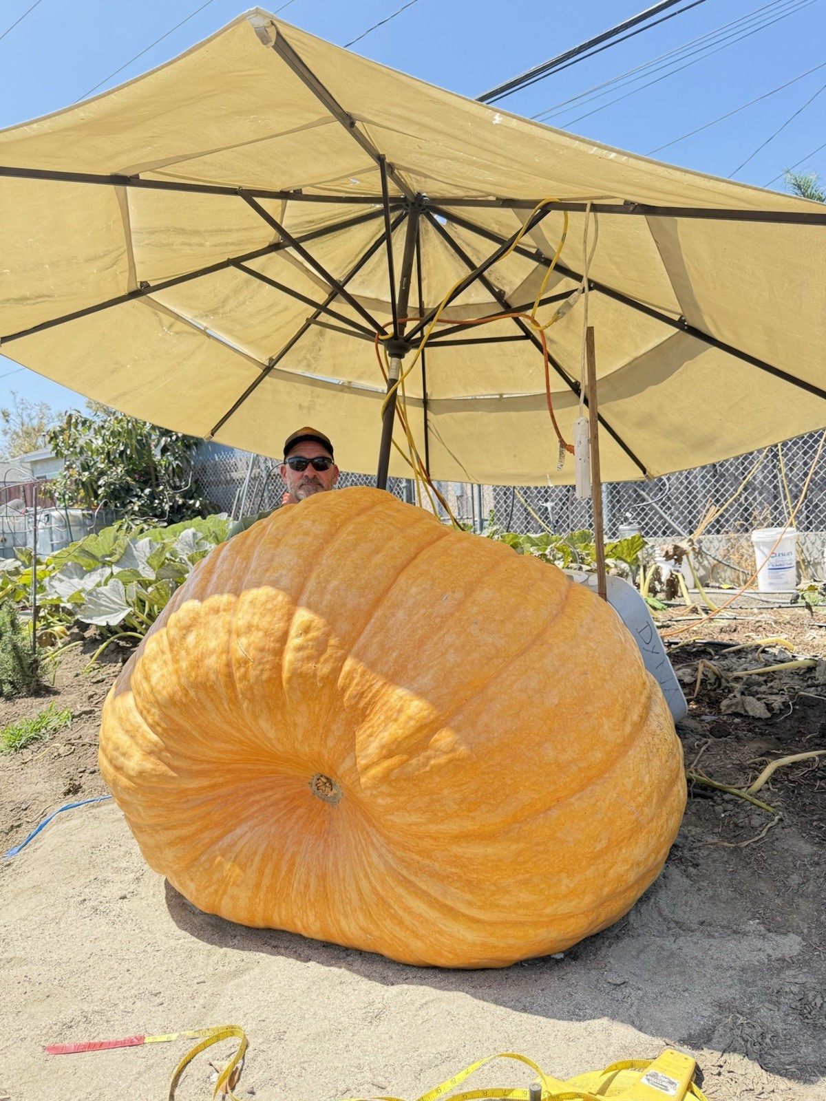 Atlantic Giant Pumpkin Seeds