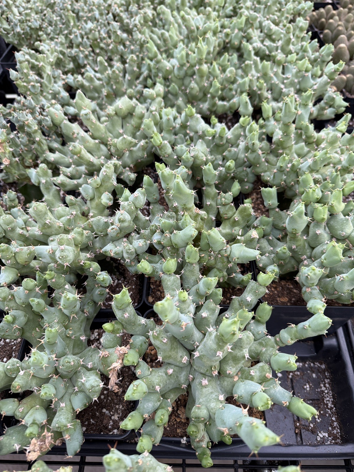 Rare Euphorbia – Euphorbia clivicola (6″ pot)