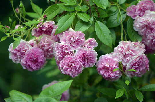 MATURE LIVE PLANT HEIRLOOM 7 SISTERS PINK ROSE BUSH BABY RAMBLER MULTIFLORA