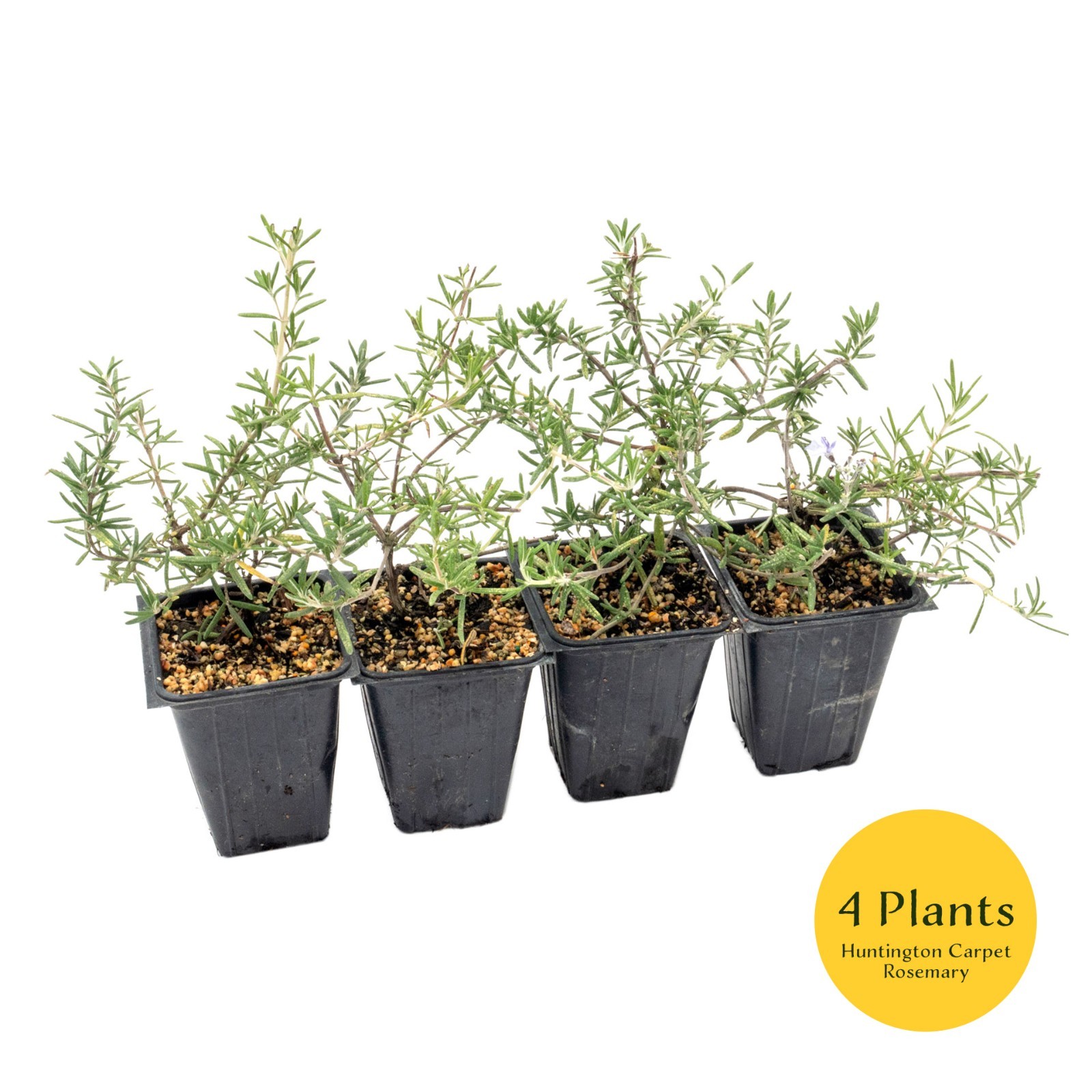 Huntington Carpet Rosemary in 3.5″ Nursery Cubes, Rosmarinus officinalis Plant