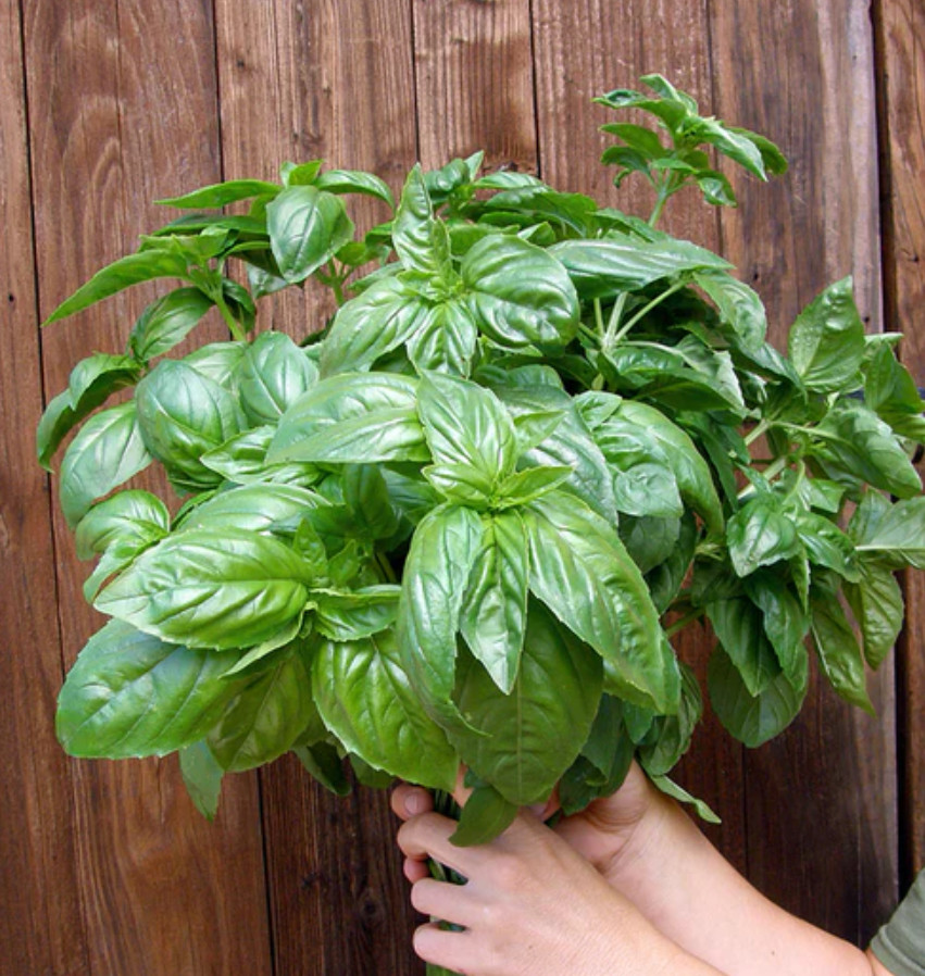 Live Sweet Basil Herb Plant – 8″ Tall – 4″ Pot – Fresh Culinary Herb