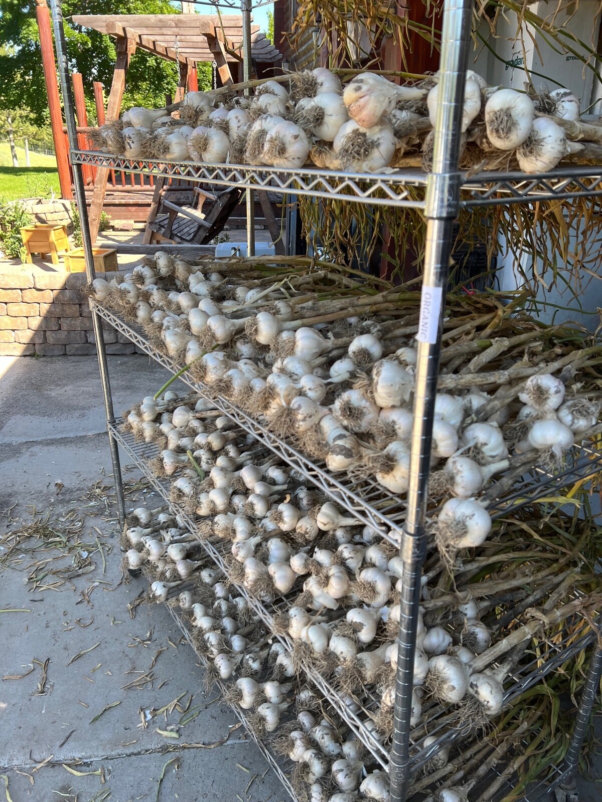 MUSIC GARLIC, Organic, Fresh, Each order has 2+ lbs