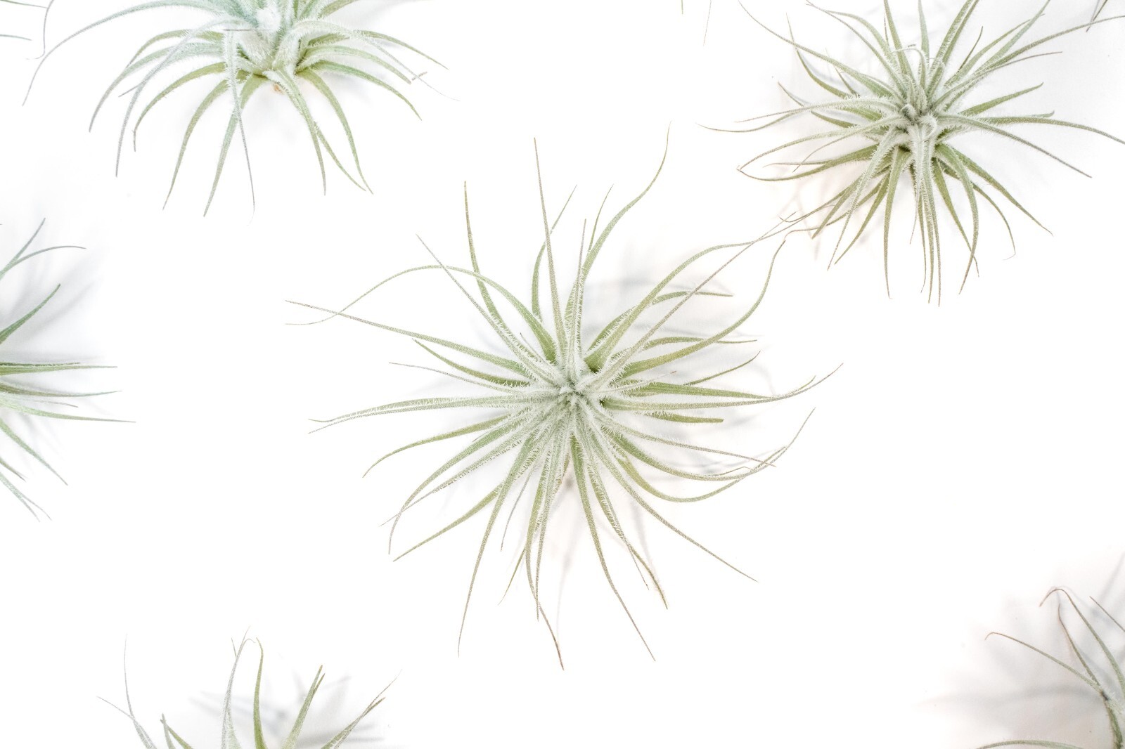 Rare Tectorum Ecuador Air Plants – Bright White – Sale Packs