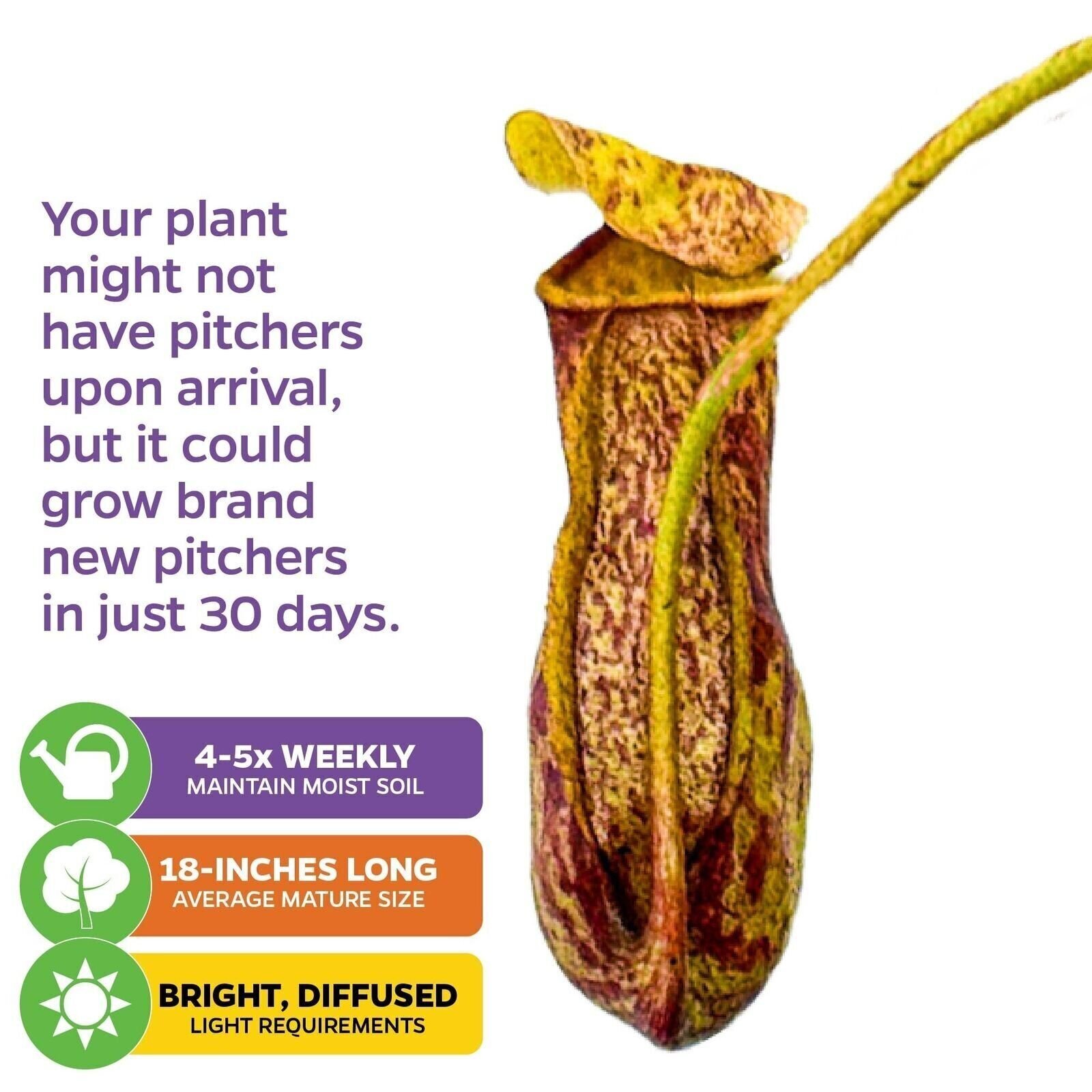 St. Gaya Pitcher Plant Carnivorous – Nepenthes – Live Plant