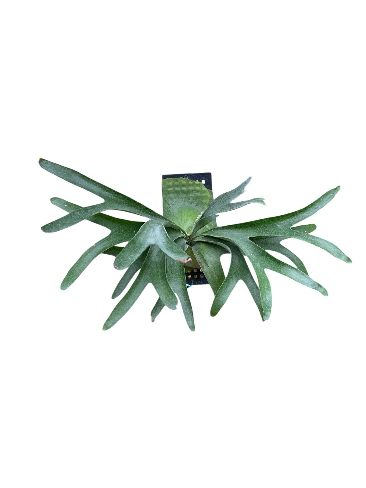 Platycerium alcicorne ‘Madagascar’