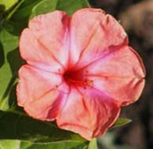 Mirabilis jalapa Salmon Sunset | Four OClock | Marvel Peru| 5_Seed