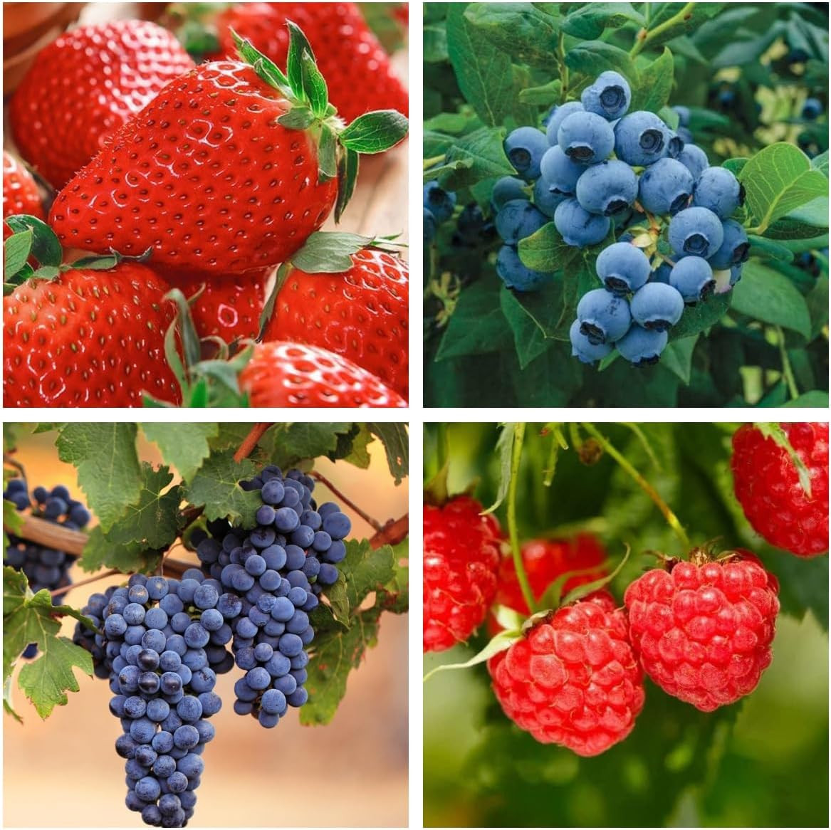 1000+ Mixed Fruit Seeds for Planting – Strawberry Raspberry Blueberry & Grape Se