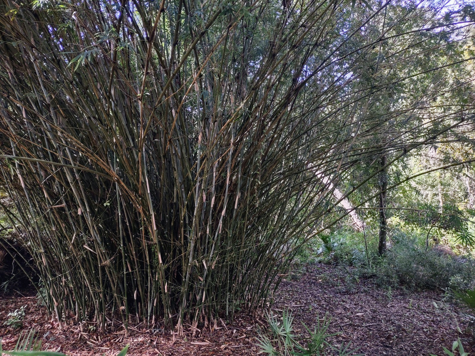 Weaver’s Bamboo (Bambusa textilis ‘Gracilis’) Clumping – One Rooted Cutting