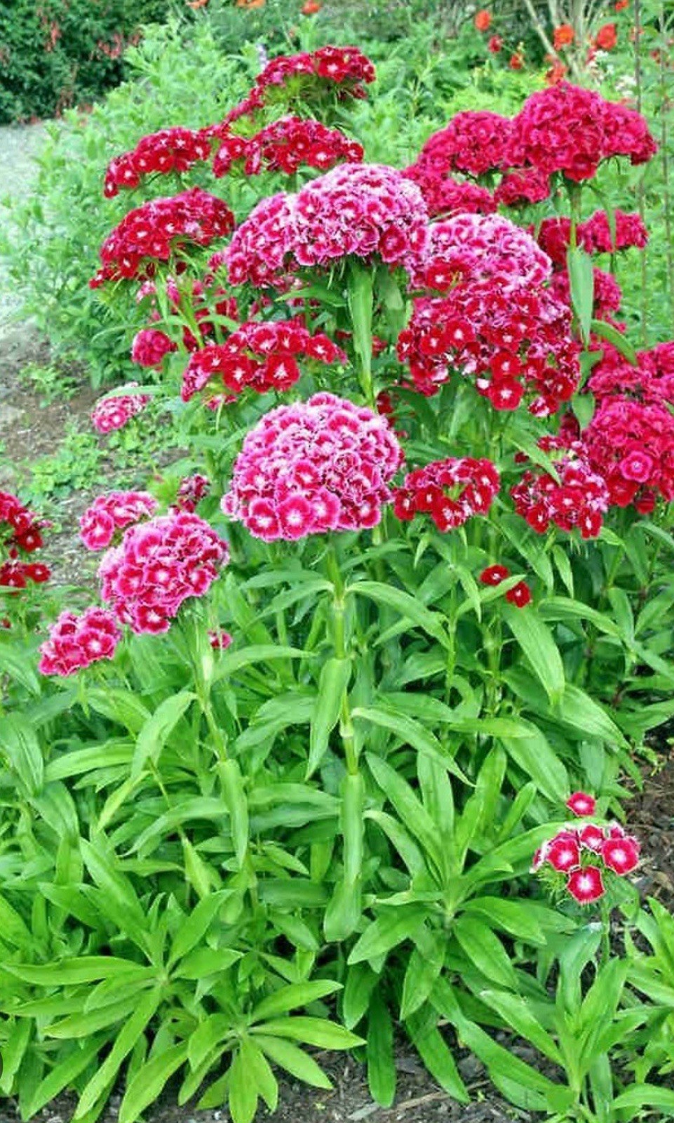 100+ SWEET WILLIAM SEEDS – DIANTHUS – PERENNIAL – Mixed Colors – Fragrant