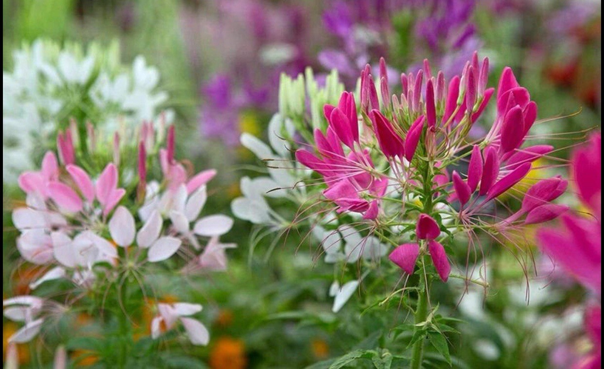 200+ SEEDS CLEOME Hassleriana MIXED COLORS Spider Plant FALL PLANTING