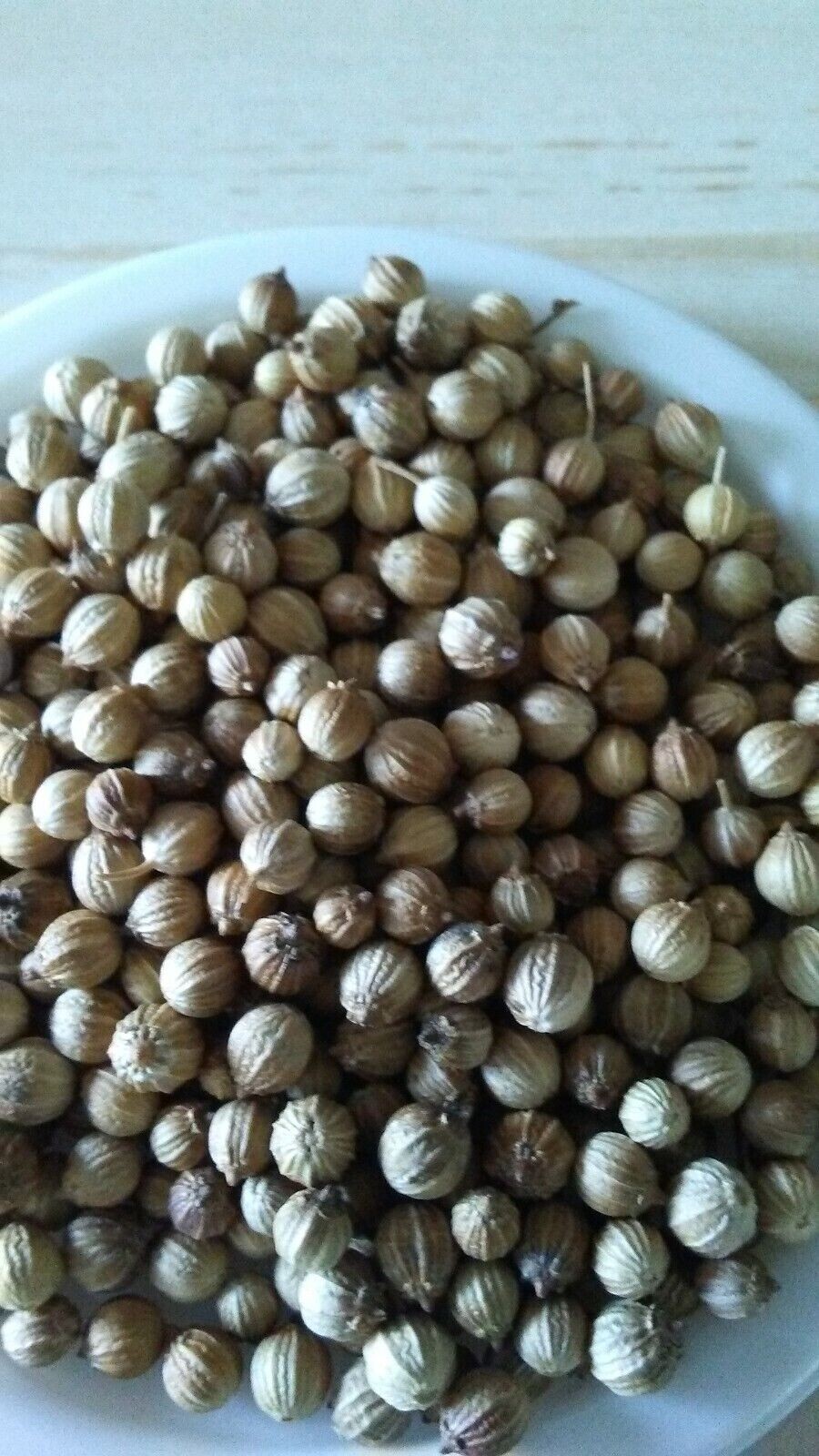 Cilantro Seeds | Leisure Splits | NON-GMO, Fresh Garden Seeds, Ngò Rí , for 2024