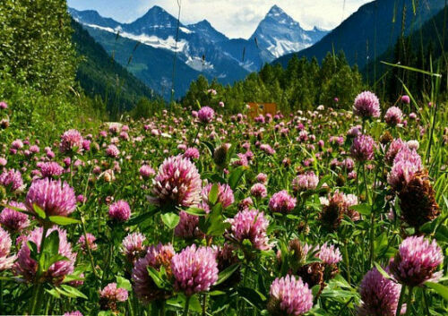2000 Strawberry Clover Seeds Fresh Seed