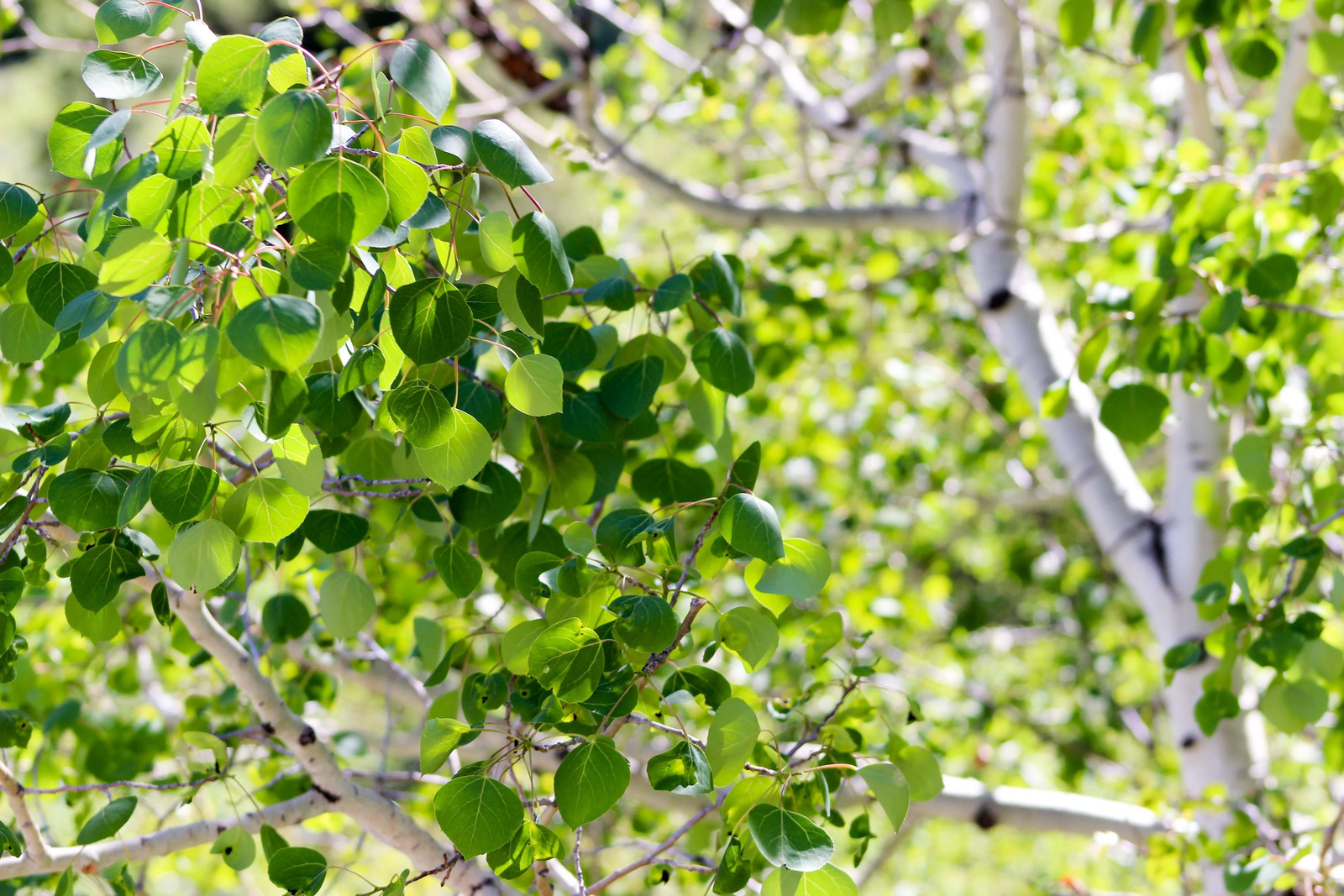 50 Golden QUAKING ASPEN TREE Populus Tremuloides White Bark Yellow Fall Seeds