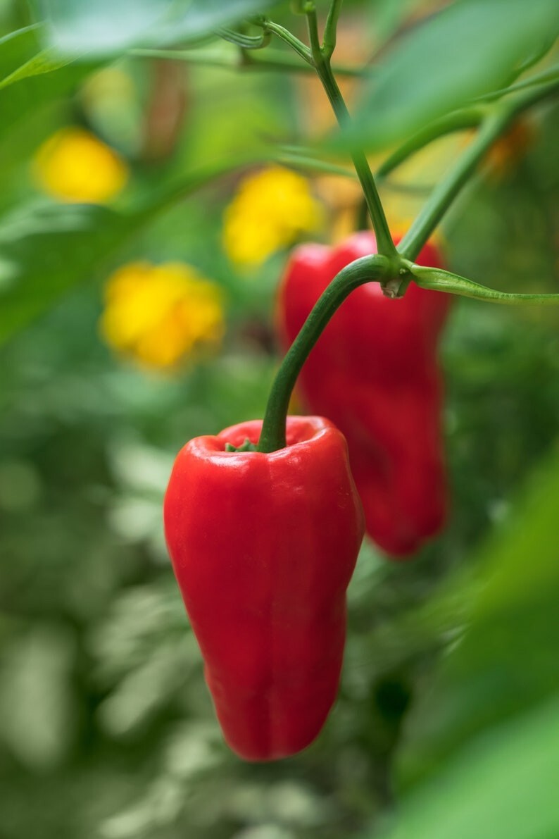 Hungarian Leutschauer Paprika Pepper Premium Seed Packet