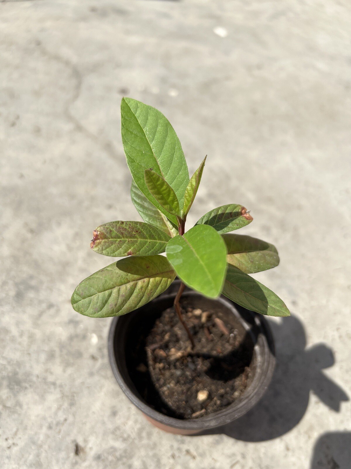 Guava Tree 8” With Pot Seedling Tropical Live Plant White Ready To Plant
