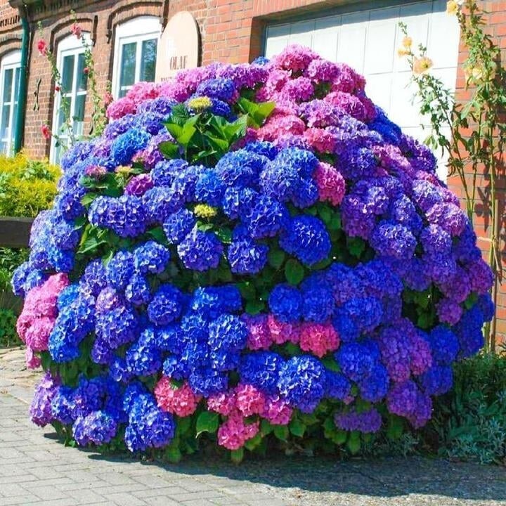500pcs Blue Pink Purple Hydrangea Seeds – Beautiful and Hardy Perennial Flowers