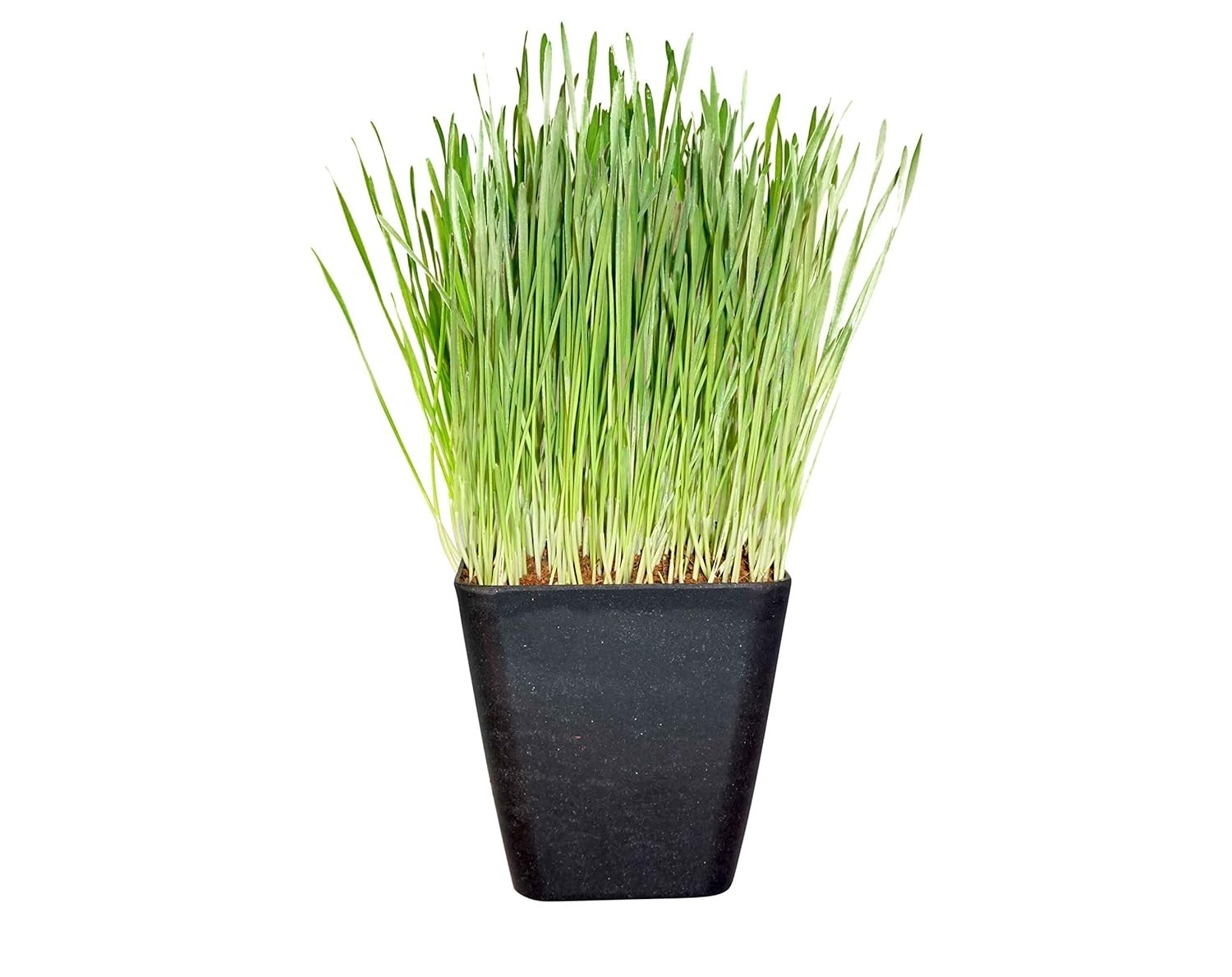 Non-GMO Wheat Grass Seed – Hard Red Winter – 1 lb
