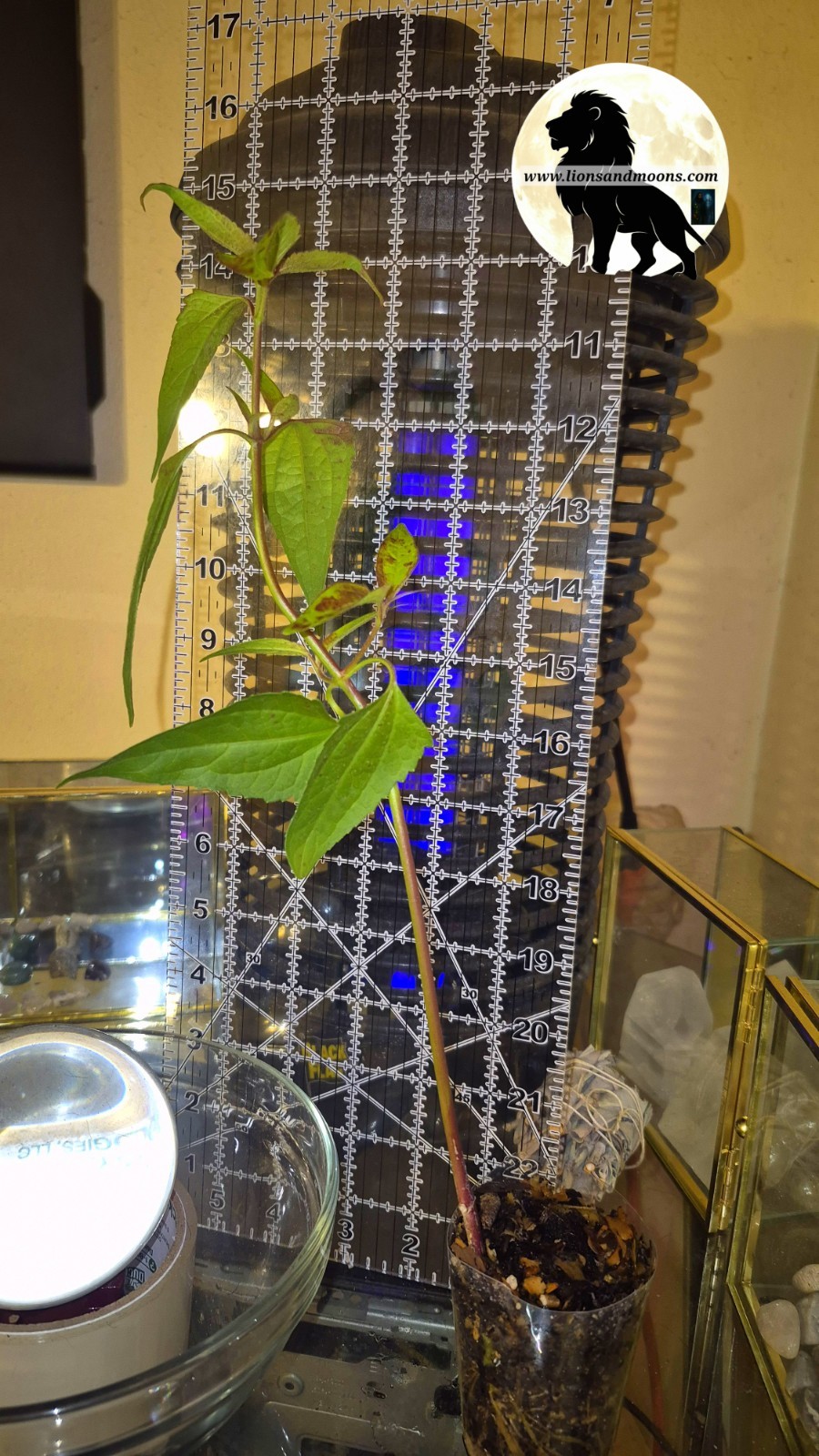 Chromolaena Odorata/10 Cuttings 5 to 7 Inches. No Soil/no roots