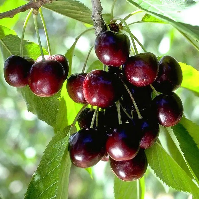 Black Cherry Trees Rare 2ft Tall