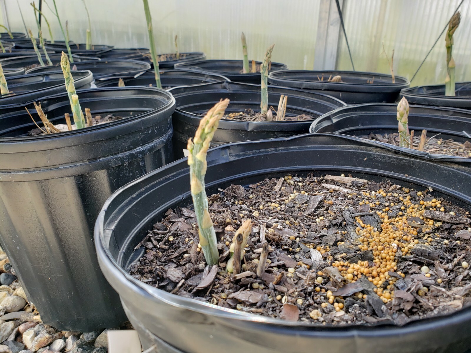 Asparagus Plants Potted #2 pot 2 year Started Roots Ready to harvest in 1 year