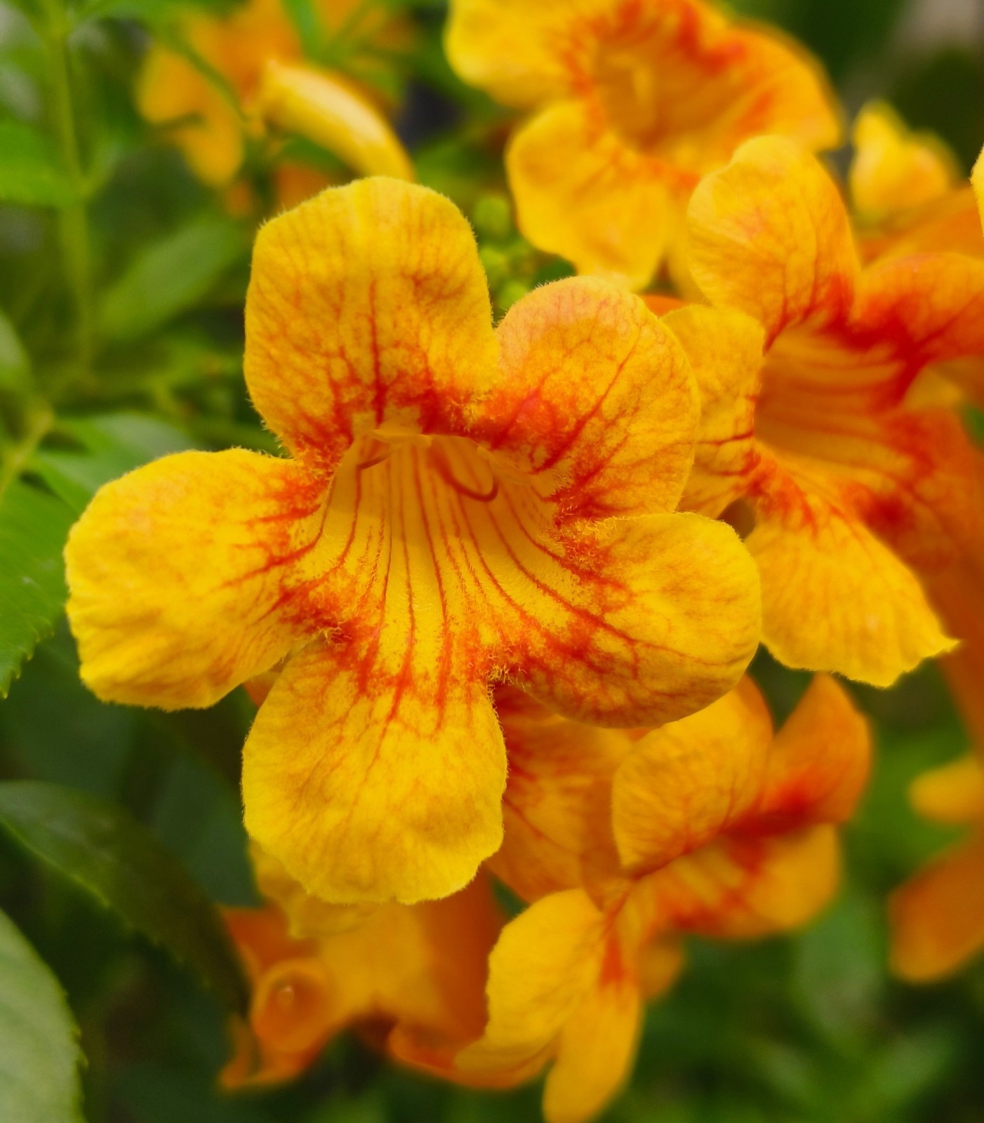 Orange Trumpet Bush, Orange Jubilee, Arizona Tecoma Stans (20 Seeds)