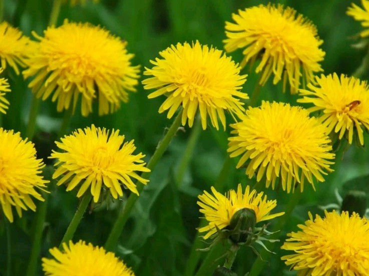 20+ Dandelion Flowers – Seeds – Edible Flowers – Organic – Non Gmo – Heirloom