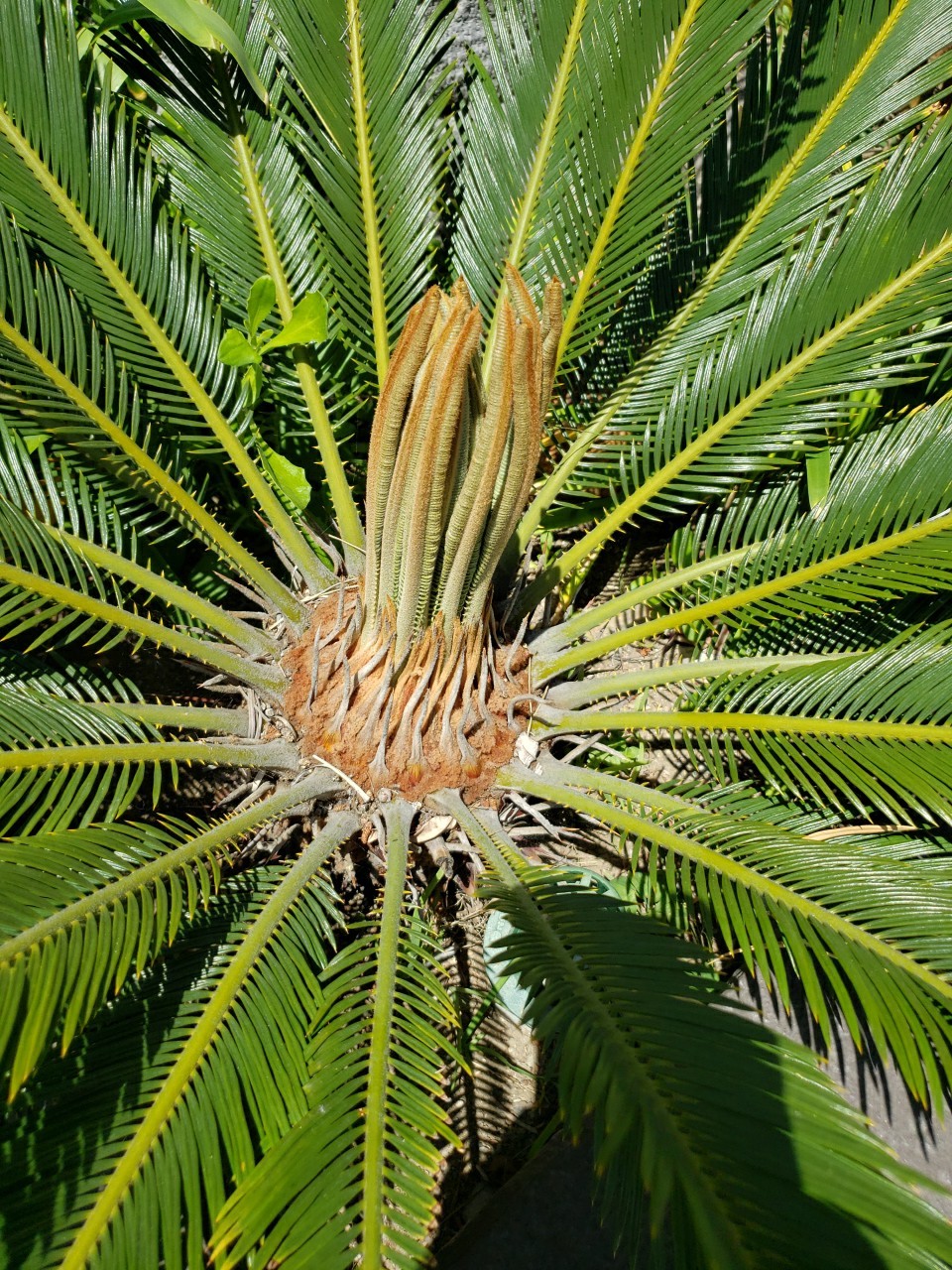 Huge base King Sago Palm wide leaf span cycad 15 Yrs Old Fossil