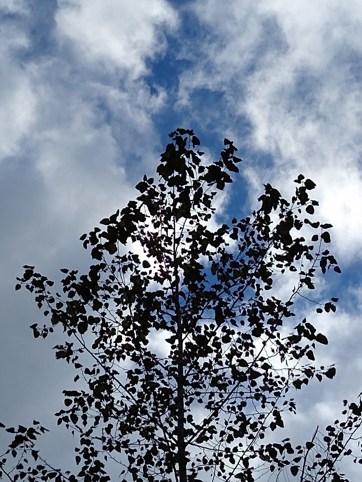 Cottonwood Tree 1-2 Feet LIVE PLANT Bare Root SUPER FAST GROWING